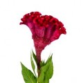 Celosia - Crested (Cristata) - Pink